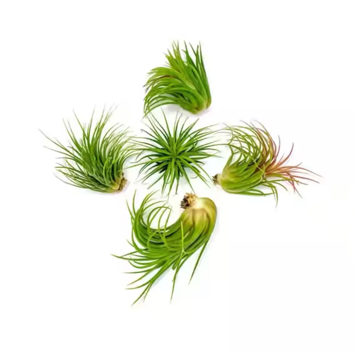 Ionantha Guatemala Tillandsia Air Plant Blue, Guatemala Tillandsia Live Airplant, mini plant, small airplant for display, Healthy Arrival Guaranteed,