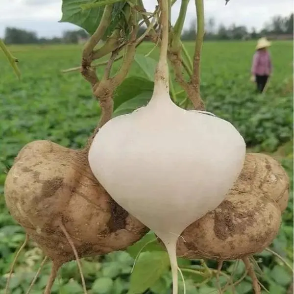 Jicama Vegetable Seeds for Planting - Crunchy Sweet Root Vegetable, Fast-Growing Mexican Yam Bean for Indoor, Outdoor Home Gardens, Vegetables Seeds