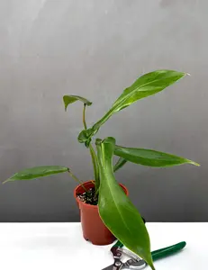Philodendron Joepii