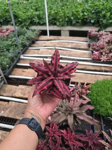 Bromeliad Red Earth Star
