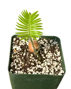 4" Dioon Edule – Mexican Cycad – Live Plant