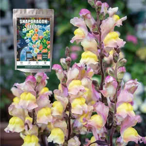 5000 Seeds Snapdragon Flower Seed Antirrhinum Antirinca Mixed Annual Oriental Lanterns Snapdragon Flower Seed Mix for Planting