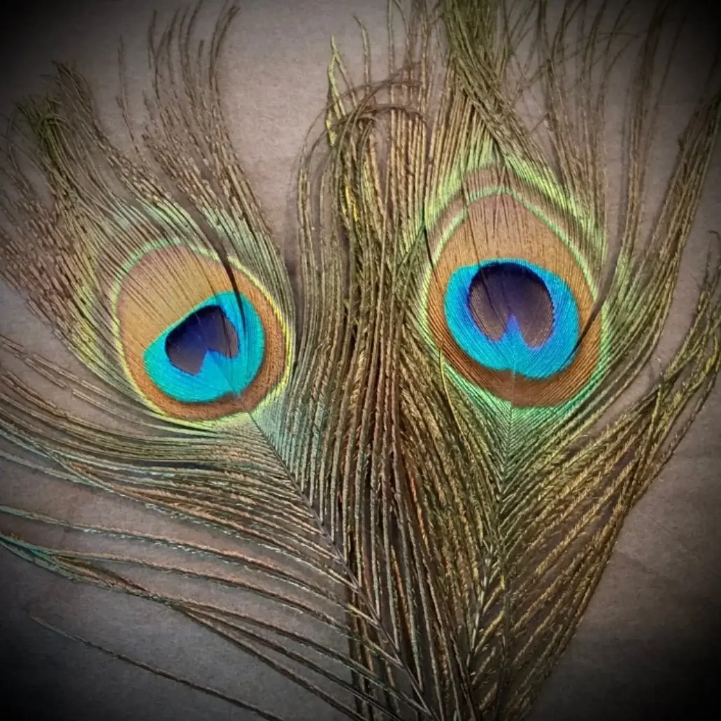 Peacock feathers Peacock feathers
