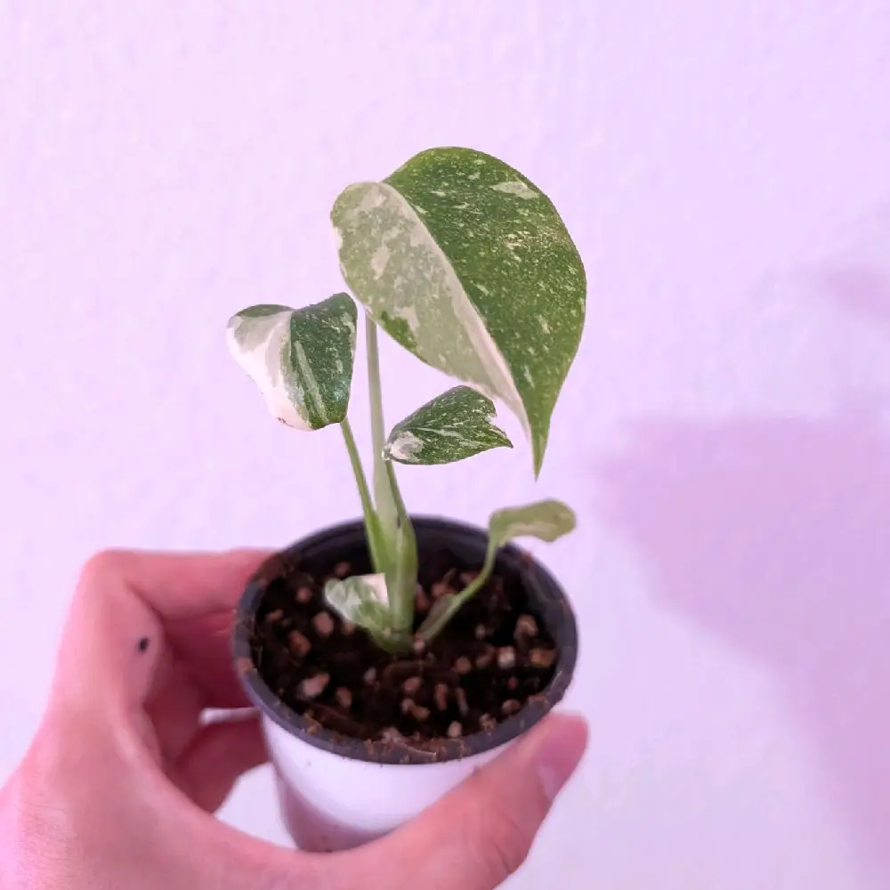 2” Monstera Thai Constellation starter plant,2" pot plug, live plant, indoor plant, grower choice