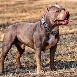 4:00AM 32mm Stainless Steel Dog Luxury Golden Dog Collars and Leashes Big dog Chain Secure Lock Necklace for Pet DIY Hip Hop Jewelry Cuban Link Marine Grade
