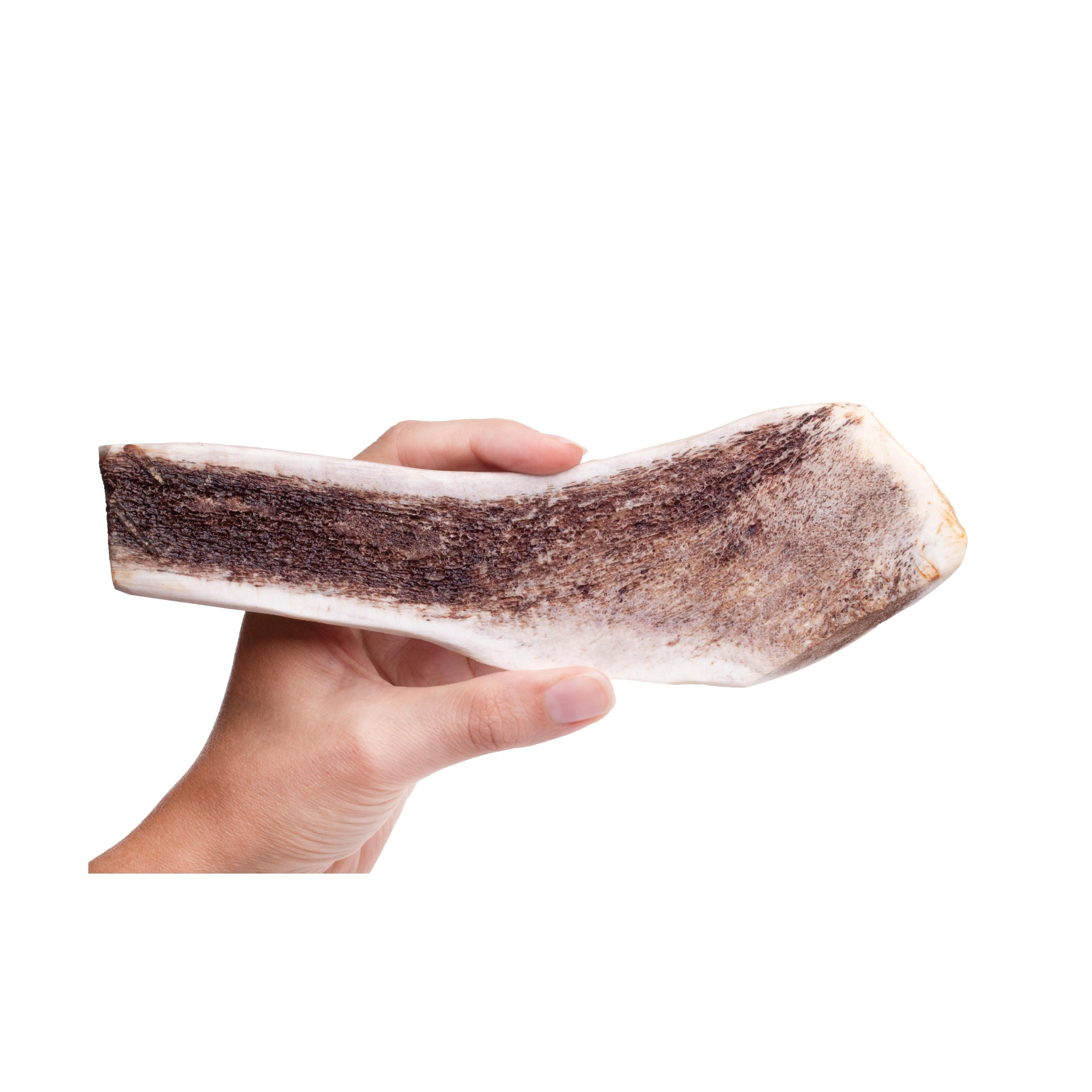 Roasted Elk Antlers
