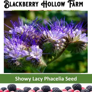 Showy Lacy Phacelia 300+  Seed Pack