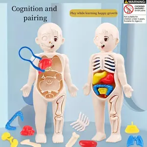 Human Organ Structure Model Set 14 Pieces, Steam Medical Education Toy for Kids, Early Learning Kit, Random Color Accessories, Science Experiment Kit