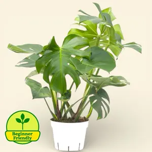 Monstera Deliciosa 6” - Split Leaf Low Maintenance House Plant