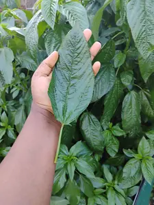 Organic Jute Seeds(big leaf)/Ewedu/ Egyptian Spinach Seeds, 500seeds