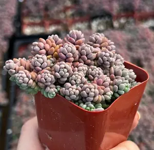 Live Sedum Dasyphyllum Plant - Sedum Minor Plant - Corsican Stonecrop - Thick-Leaf Stonecrop - 4 Inch Pot