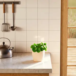 Chinese Money Plant (Pilea Peperomioides)