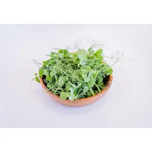 Tendril Peas