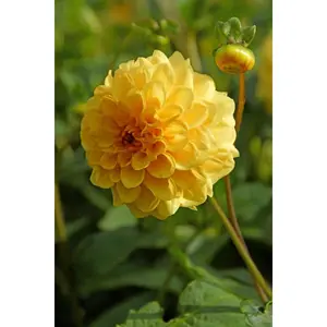 Golden Scepter Pompon Dahlia - 2 Top Size Root Clumps