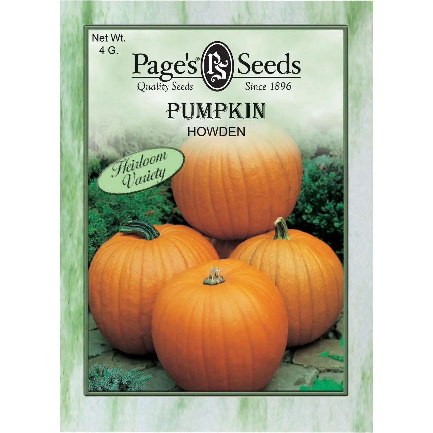 Pumpkin Pumpkin