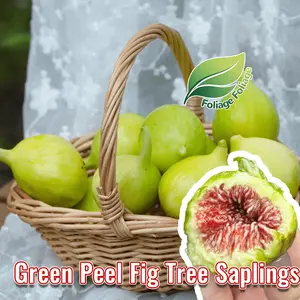 High-quality green fig seedlings, sweet and juicy fruit, compact plant type, high-yield variety, suitable for garden terrace planting, easy maintenance