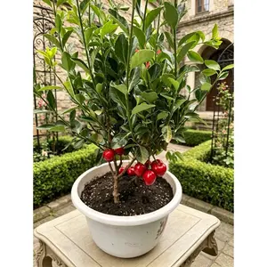 Cherry Tree Live Plant | Fast growing all year round | Fresh seedlings in the outdoor courtyard