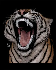 TIGER GRILL DECAL