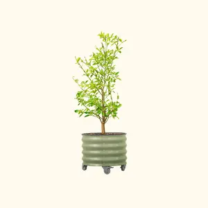 Vego Garden 20 Gallon Rolling Planter Metal Citrus Tree Planter with Wheels for Patio Porch & Backyard Classic Design for Dwarf Trees