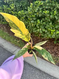 Philodendron caramel marble high color - 4" pot