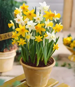 500 pcs Daffodil Seeds for Planting - Easy to Grow Perennial Flowers for Garden or Containers - Easy to Grow Perennial Garden Flowers - Mixed Colors, Great Gift for Plant or Outdoor Lover