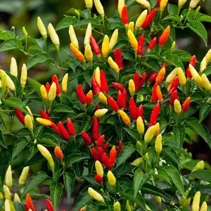 25 TABASCO PEPPER SEEDS (NON-GMO SEEDS!)