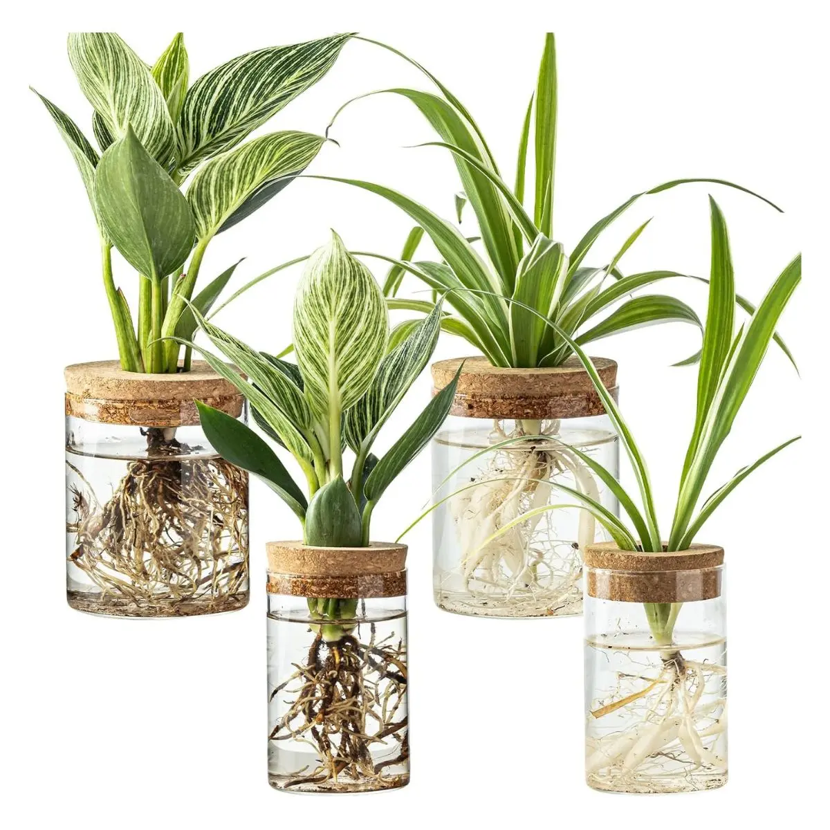 Glass Plant Propagation Station Set – 4PCS Hydroponic Vases for Plant Cuttings, Flowers & Home Decor