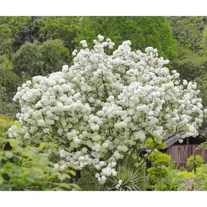 200+ Seeds of White Hydrangea Tree - Stunning Ornamental Shrub for Your Garden