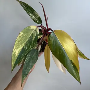 Philodendron Strawberry Shake 4" pot Rare Plant with Vibrant Variegated Leaves | Tropical Indoor Houseplant