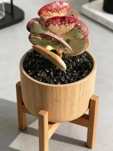 Heart-shaped Bubble Succulent Desktop Potted Plant - Beginner-Friendly