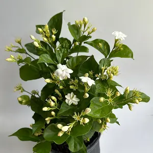 Jasmine Bush Mo Sambac 6" Pot House Plant Indoor Flower Low Maintenance Greenery for Moderate Light Conditions