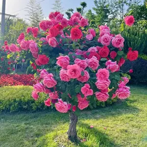 100pcs299pcs Perennial Rose Garden Seeds - High Germination Rate, Open Pollinated Flower Seeds for Outdoor Planting, Heirloom Rose Seeds for Beautiful Home Gardens