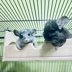 Sky High Cage Lanai//Bridge made of Kiln Dried Pine for Chinchillas, Sugar Gliders, Degu and other small Animals,