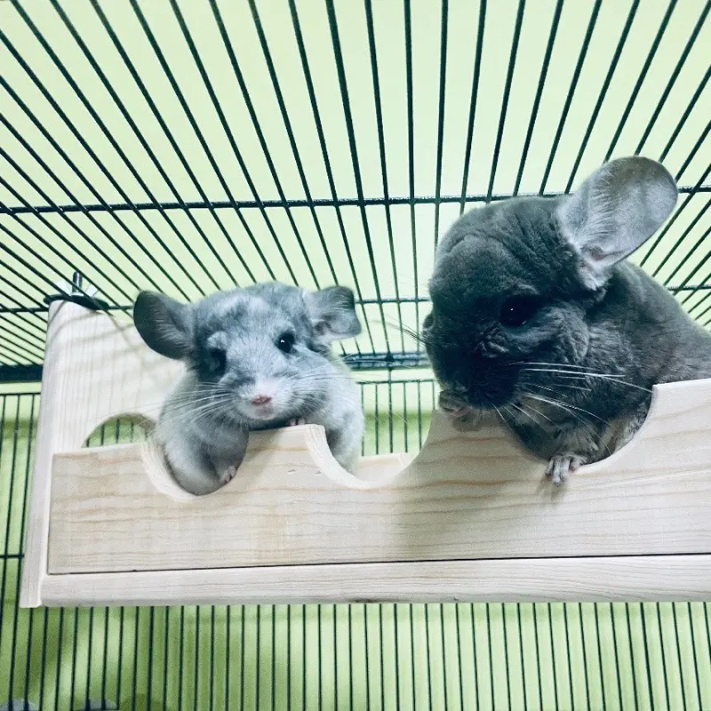 Sky High Cage Lanai//Bridge made of Kiln Dried Pine for Chinchillas, Sugar Gliders, Degu and other small Animals,