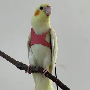 2pcs Bird Vest Integrated Design Easy Wear Bird Release Suit + Traction Rope, Comfort & Safety for Avian Care, Ideal for Training & Release