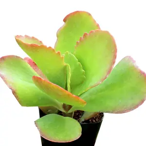 Kalanchoe 'Vivien'