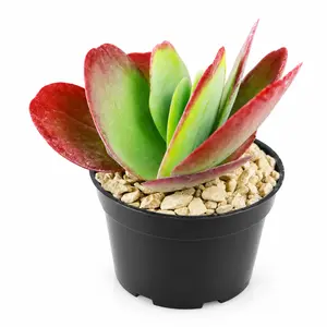 Beautiful Red Edge Paddle Plant Live Succulent Rooted in 2in Pot, Colorful Large Flat Leaf Houseplant Kalanchoe Luciae for Indoor Balcony Decoration