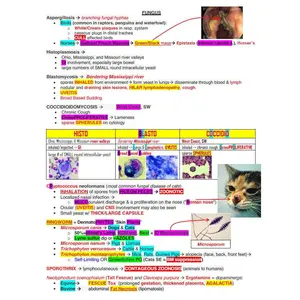 NAVLE Mastery Bundle: Comprehensive Vet School Notes & NAVLE Prep Guide - Ace Your NAVLE with our comprehensive NAVLE success bundle
