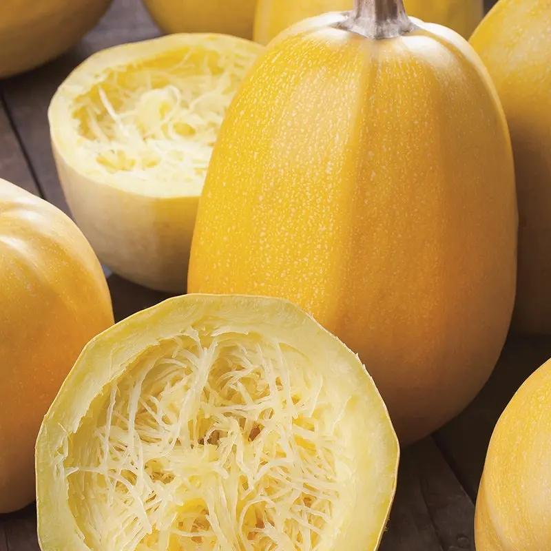 TomorrowSeeds - Yellow Spaghetti Squash Seeds -  Vegetable Spaghettis Marrow Noodle Fall Winter Garden Squashes Pumpkin Gourd Seed 2024 Season