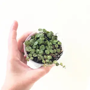 String of Turtles Live Plant Starter | Peperomia Prostrata Trailing Houseplant | Rare Turtle Vine Indoor Plant