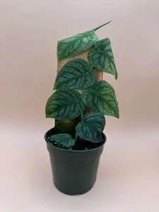 Monstera Dubia | 4 Inch Pot | House Plant | Live Plant