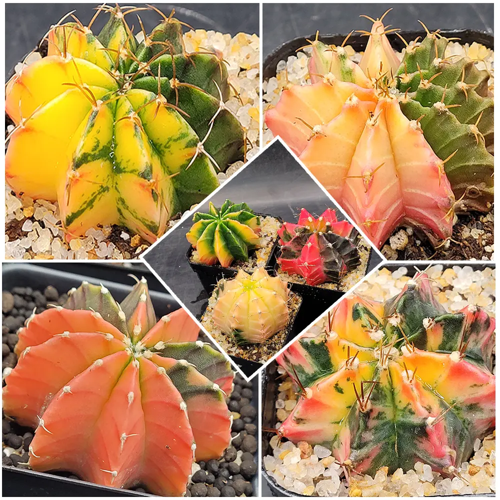 Gymnocalycium Mihanovichii Variegated Cactus (1-Piece), 2-2.5" Wide Round, 2-3 Years Old Healthy Cute Cactus Cacti & Succulents, Easy Care, Partial Sun Tolerant, All Seasons Home & Garden Supplies