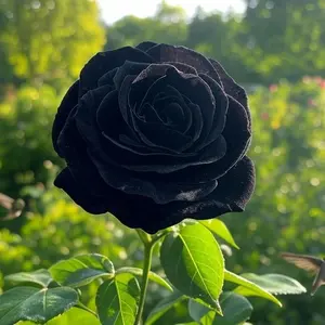 100 pcs Enchanting Black Beauty Roses - Premium Seeds for Stunning Blooms