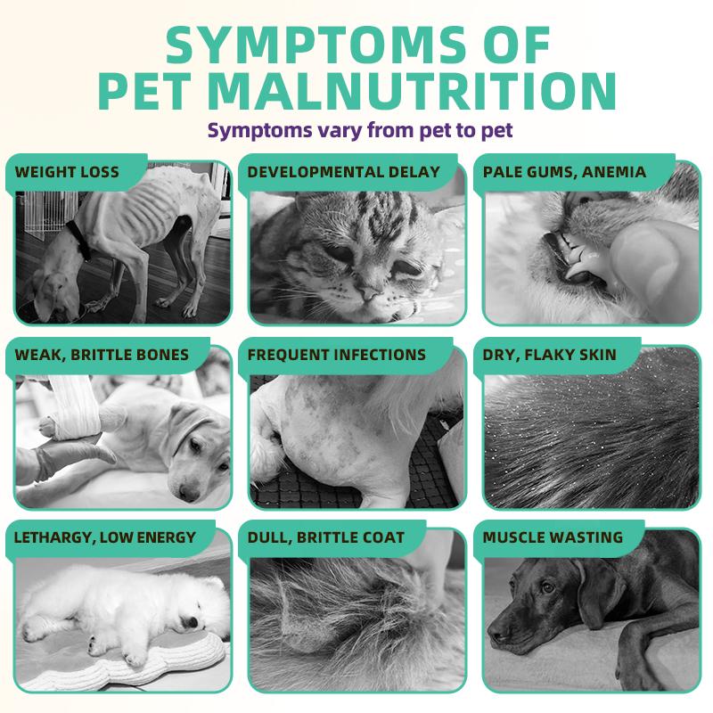 Hegenpet Concentrated Energy Supplement Paste (4Flavors) Premium Nutritional Gel for Picky Eaters - BoostImmunity & Vitality for Dogs & Cats