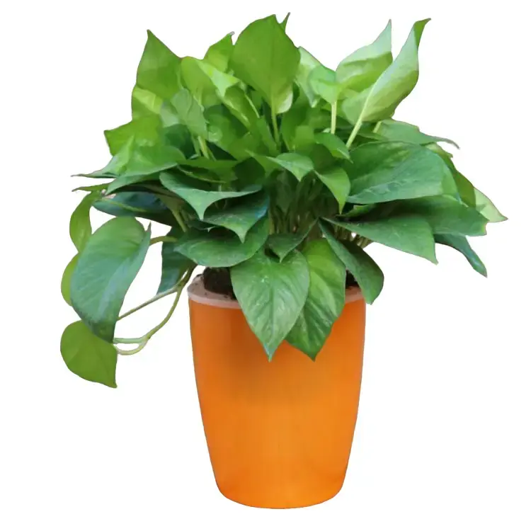 Strongwell Nordic Hydroponics Flower Pot Fairy Garden