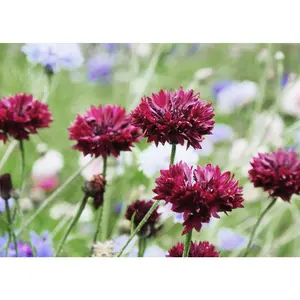 Black Ball - Centaurea Seeds