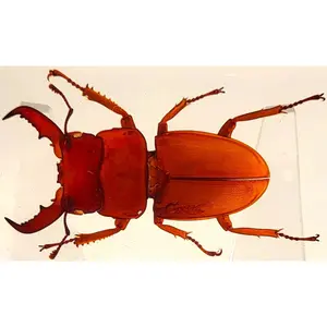 2.9" Real Golden Dorcus Titanus Platymelus Stag Beetle in Crystal Clear Lucite Resin Specimen Preserved Insect Taxidermy Collection