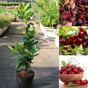 Rare Red Cherry Tree Seedlings, Garden-Ready Home Improvement & Garden Supplies Flower Plant Seeds