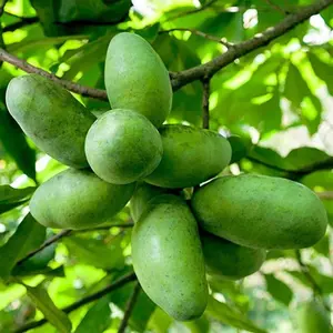 Fruit Tree Paw Paw Live Plant for Planting Outdoors, Sweet Tropical Fruit Tree, Plant For Grow in Garden 6Inch