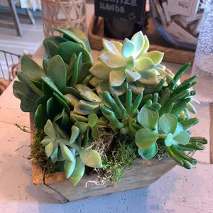 Mixed Succulent Planter